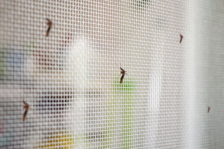 komary na siatce